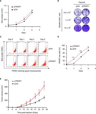 Relevance of the TRIAP1/p53 axis in colon cancer cell proliferation and adaptation to glutamine deprivation